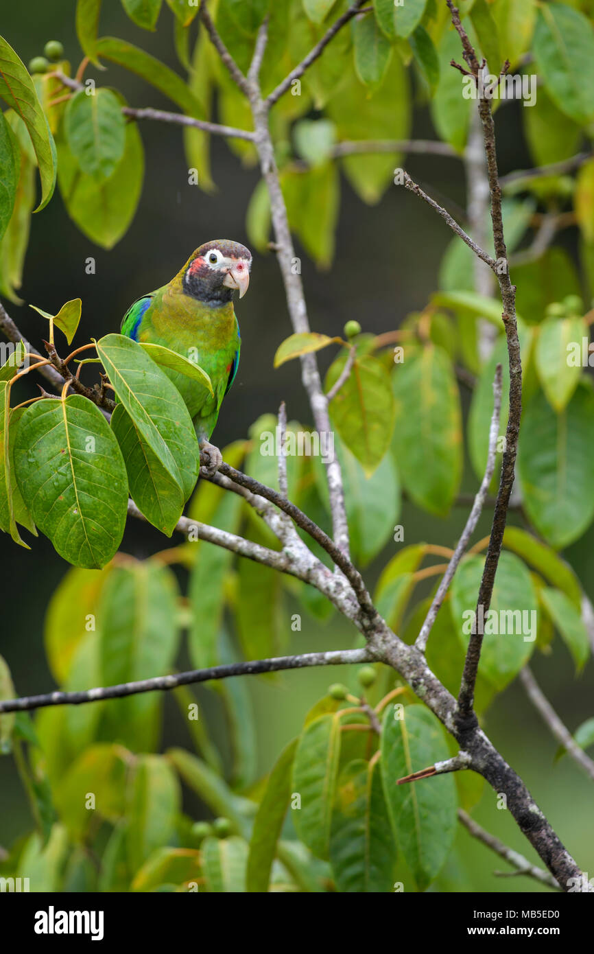 Marrone-incappucciati Parrot - Pyrilia haematotis, bellissima pappagallo colorato dall America Centrale forest Costa Rica. Foto Stock