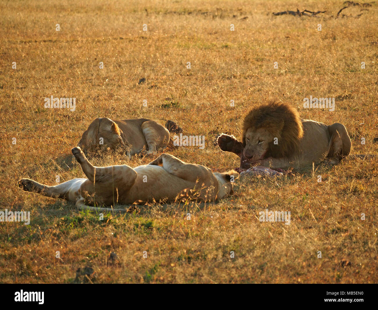 Luce dorata sul maschio adulto lion (Panthera leo) con dark mane divorando preda guardato da Leonessa che lo ha preso sulle pianure di maggiore Mara,Kenya,Africa Foto Stock