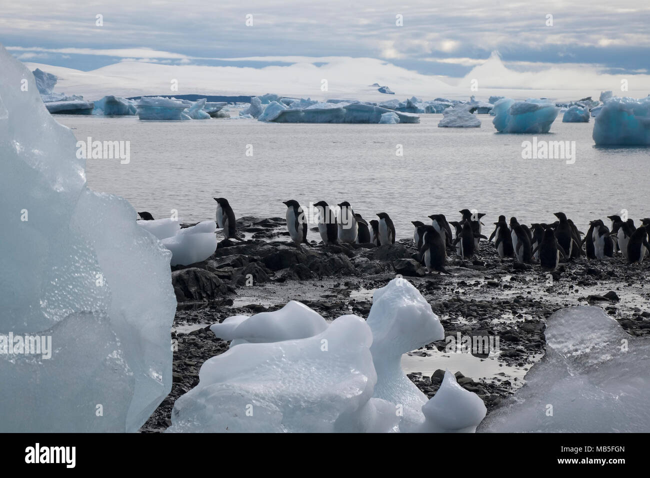 Isola del Diavolo antartico, gruppo di pinguini adelie a bordo d'acqua Foto Stock