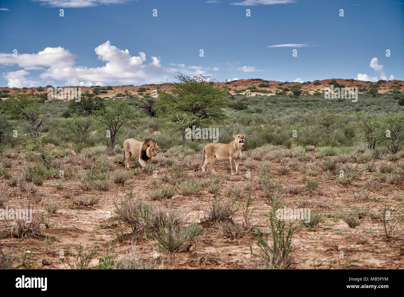 Lion giovane, Panthera leo, il roaming attraverso il paesaggio del Kalahari, Kgalagadi Parco transfrontaliero, Sud Africa e Africa Foto Stock