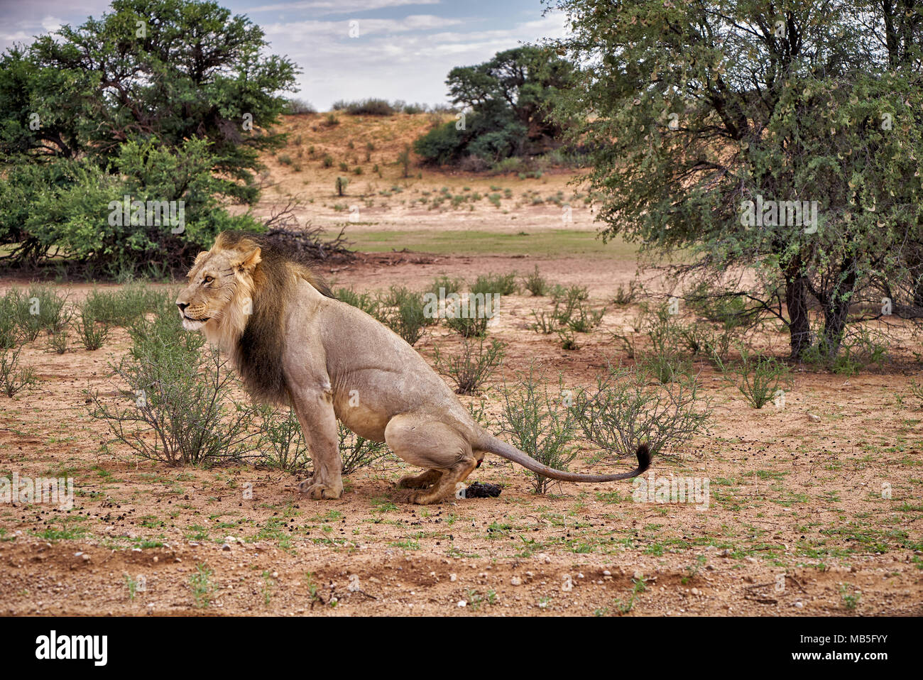 Leone maschio sul suo mattina wc, Panthera leo, Kgalagadi Parco transfrontaliero, Sud Africa e Africa Foto Stock
