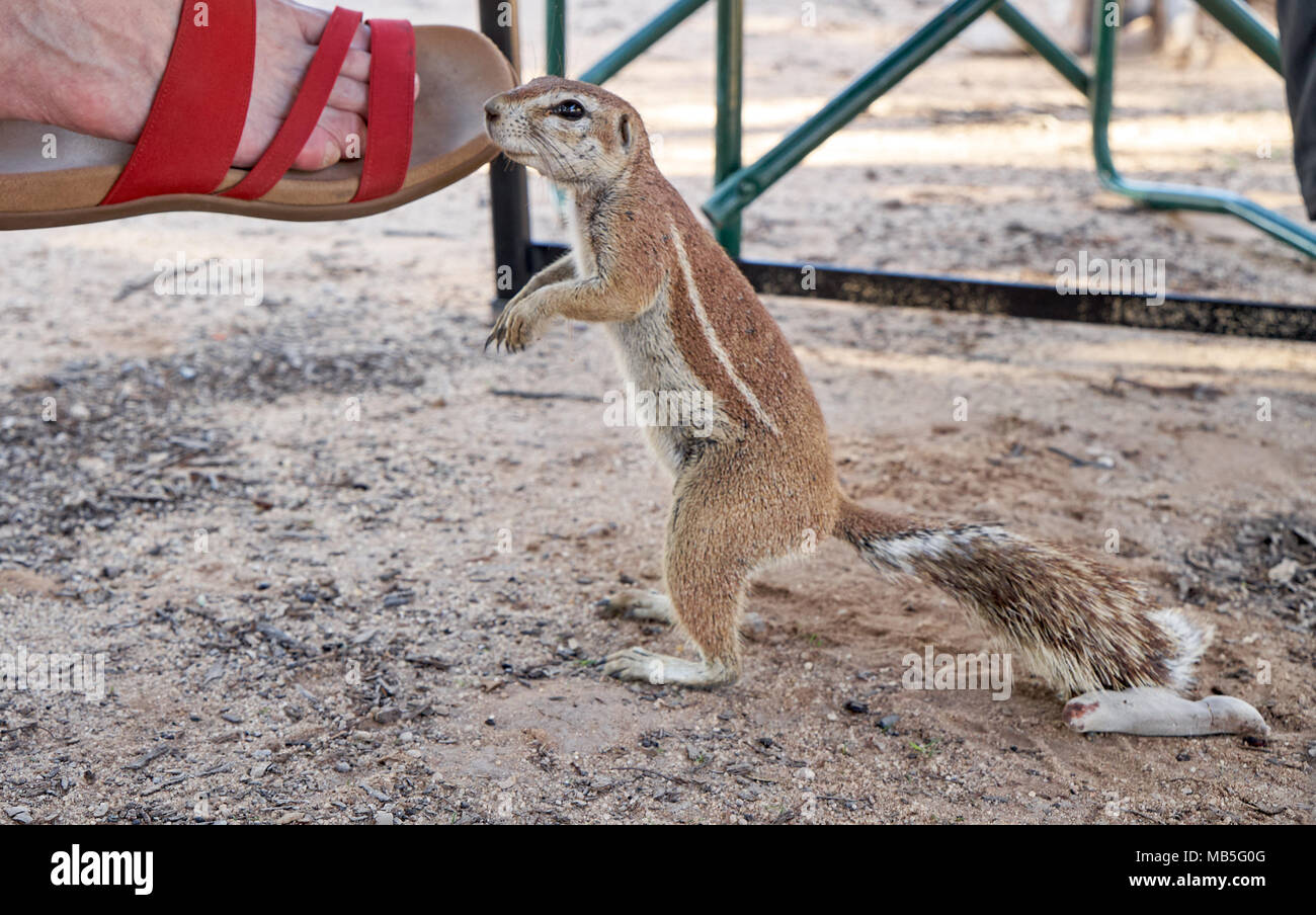 Massa del capo scoiattolo, Xerus inauris, sul piede di un turista, Kgalagadi Parco transfrontaliero, Sud Africa e Africa Foto Stock