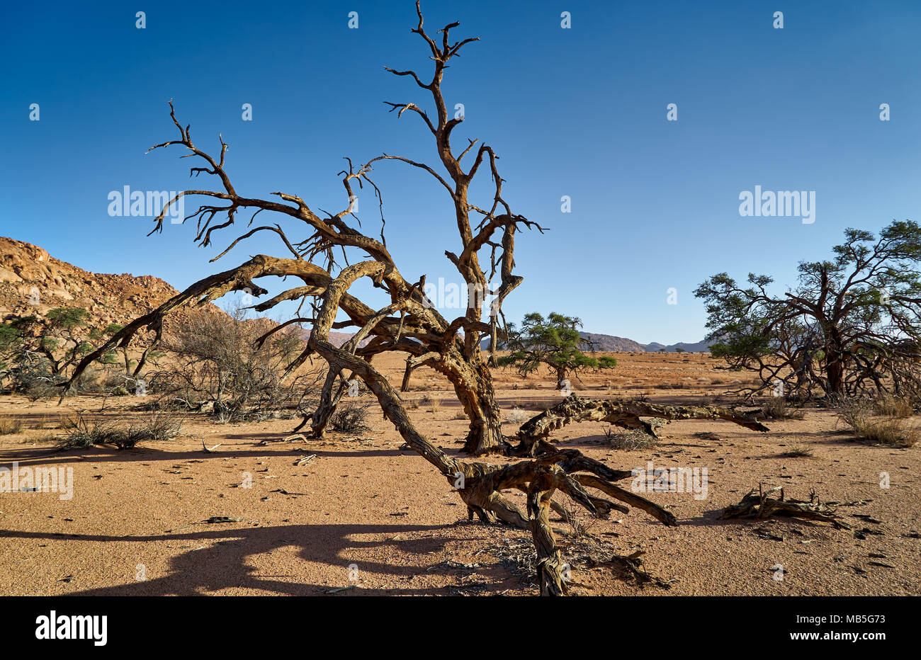 Albero morto nel paesaggio tranquillo sul Namtib Farm, Tiras mountains, Namibia, Africa Foto Stock