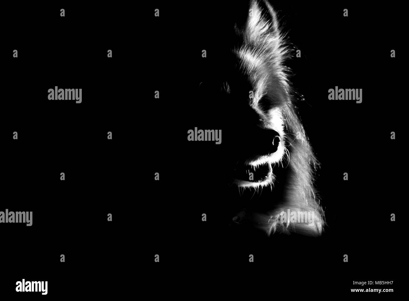 Ritratto in bianco e nero di un cane Papillon che emerge dall'oscurità, illuminato da un lato su uno sfondo nero Foto Stock