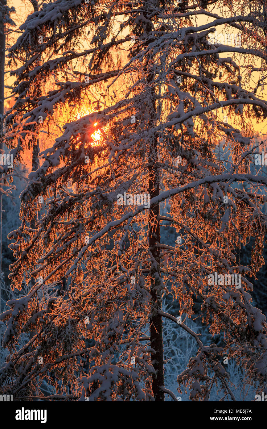 Ultima luce del sole in frosty rami di alberi Foto Stock