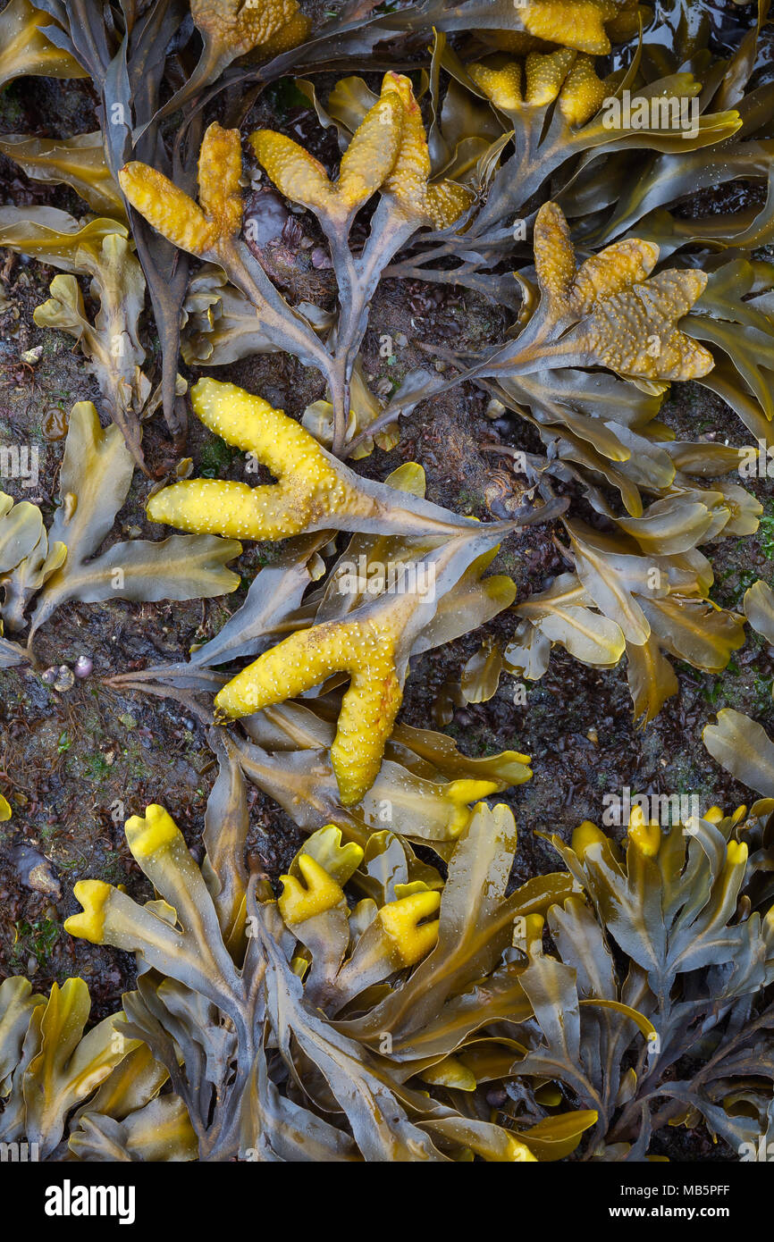 Kelp, Ruby Beach, nello Stato di Washington Foto Stock