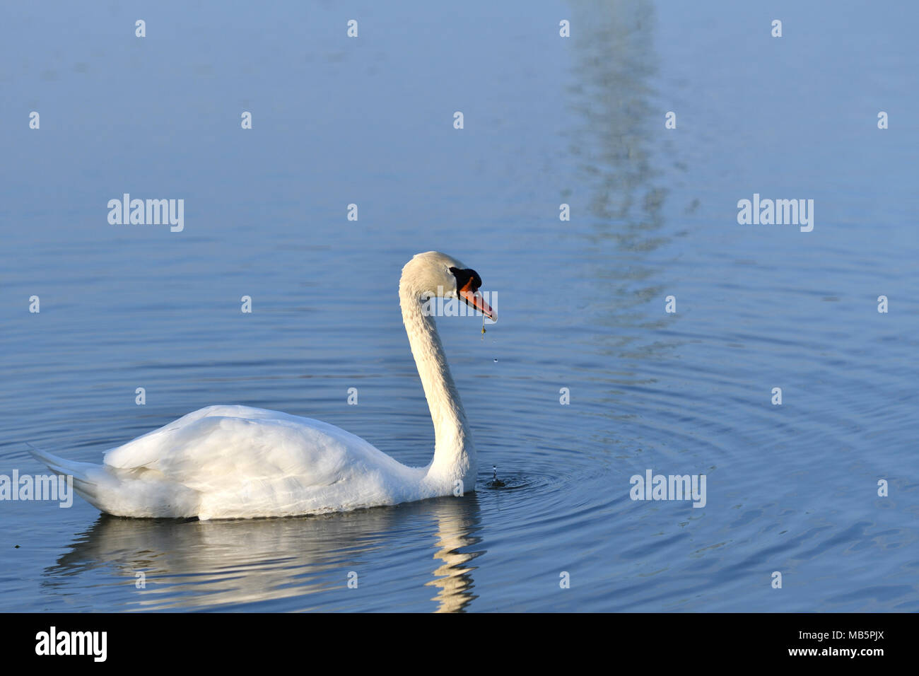 Swan riflesso nell'acqua di piscina White Swan sul lago Foto Stock