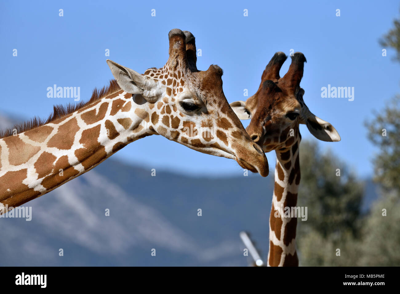 Baringo le giraffe Foto Stock