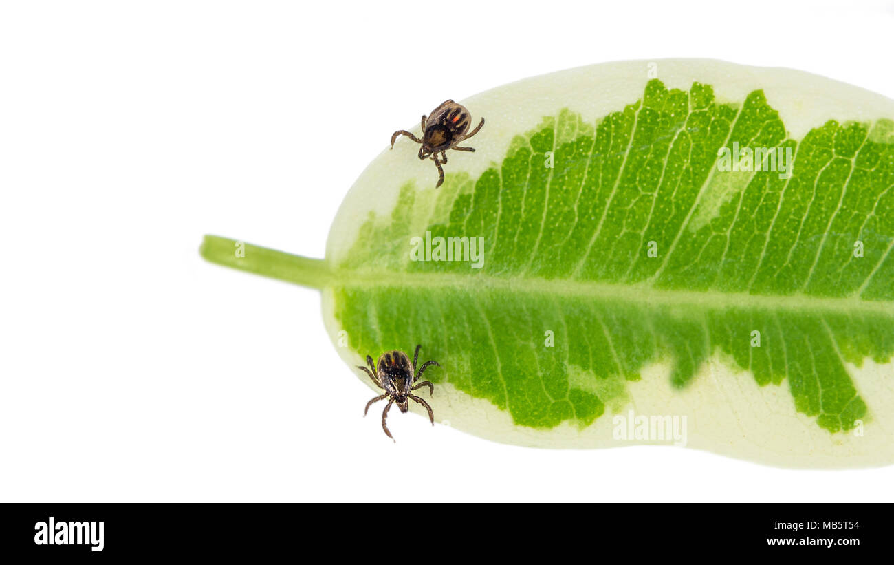 Due Castor bean zecche su una foglia verde. Ixodes ricinus. Parassiti pericolosi acari con strisce e macchia rossa. Essa trasmette una encefalite e la malattia di Lyme. Foto Stock