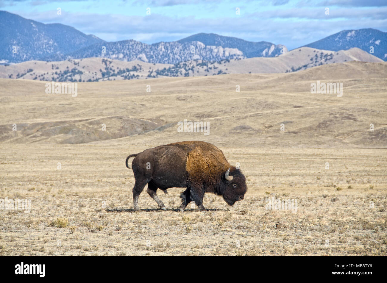 Un singolo maschio o di bisonti buffalo sfiora nel parco Sud regione del Colorado. Foto Stock