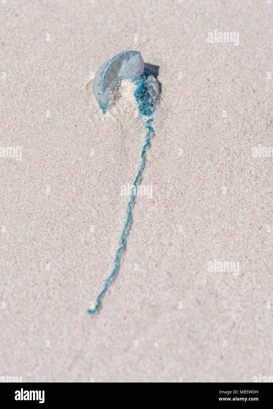 Una bottiglia di colore blu o Indo-pacifico uomo portoghese-di-guerra lavato fino sulla spiaggia di Lancelin, Australia occidentale Foto Stock