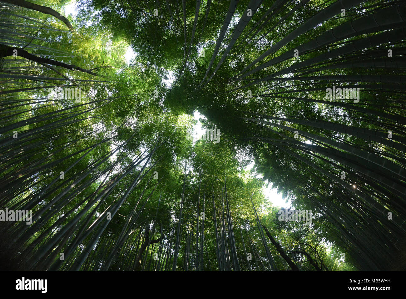 Foresta di bambu, Giappone Foto Stock