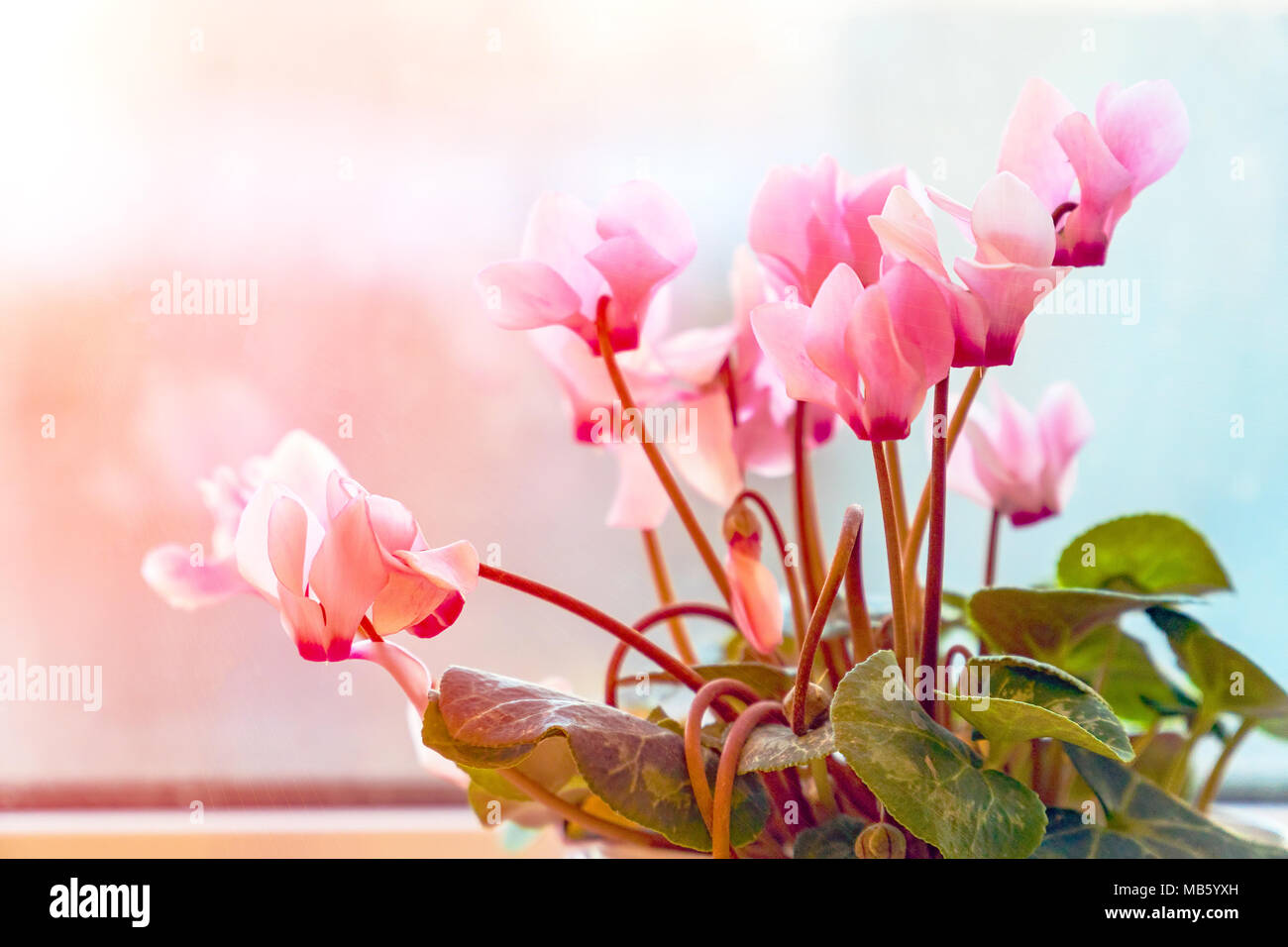 I fiori sono rosa ciclamino sotto la luce diretta del sole. Ciclamino purpurascens Foto Stock