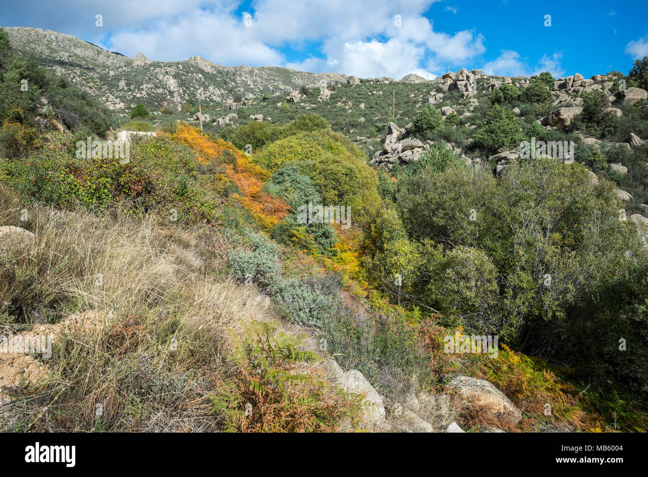 Willow foresta nel flusso Callejas, nella Sierra de los Porrones, Sierra de Guadarrama, El Boalo, Madrid, Spagna Foto Stock