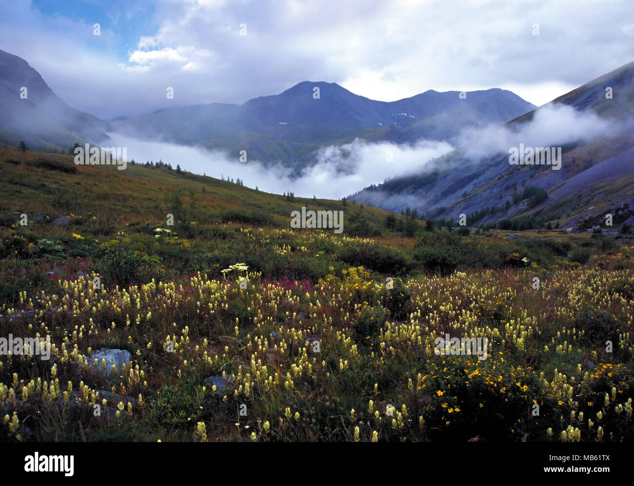 Prato di montagna con scarsa fiori gialli e nuvole basse catena in Altai, Russia, crepuscolo Foto Stock