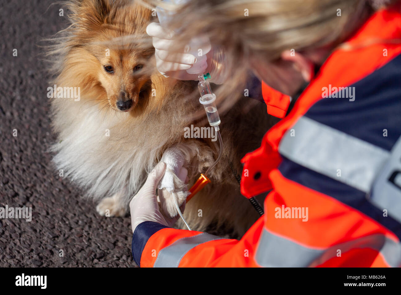 Animale tedesco medic bendaggio mette su un cane Foto Stock