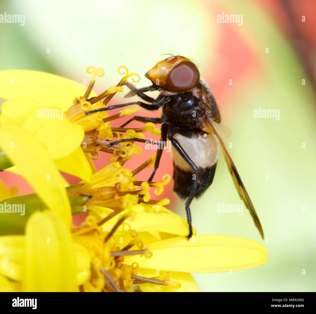 Bianco & Nero wasp-come alimentazione degli insetti sul fiore giallo Foto Stock