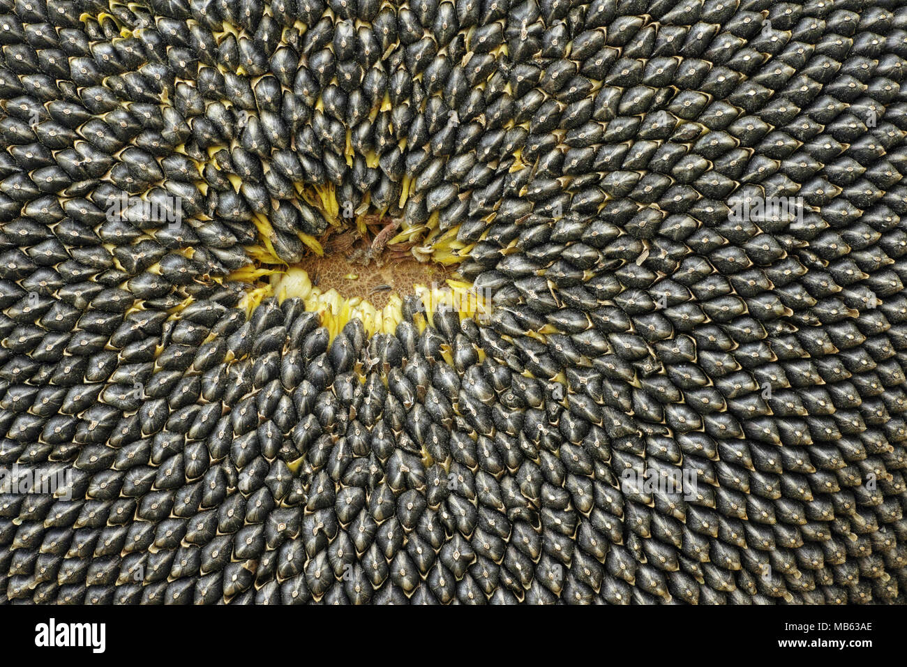 Particolare del fiore del disco di un comune con semi di girasole semi maturi Foto Stock
