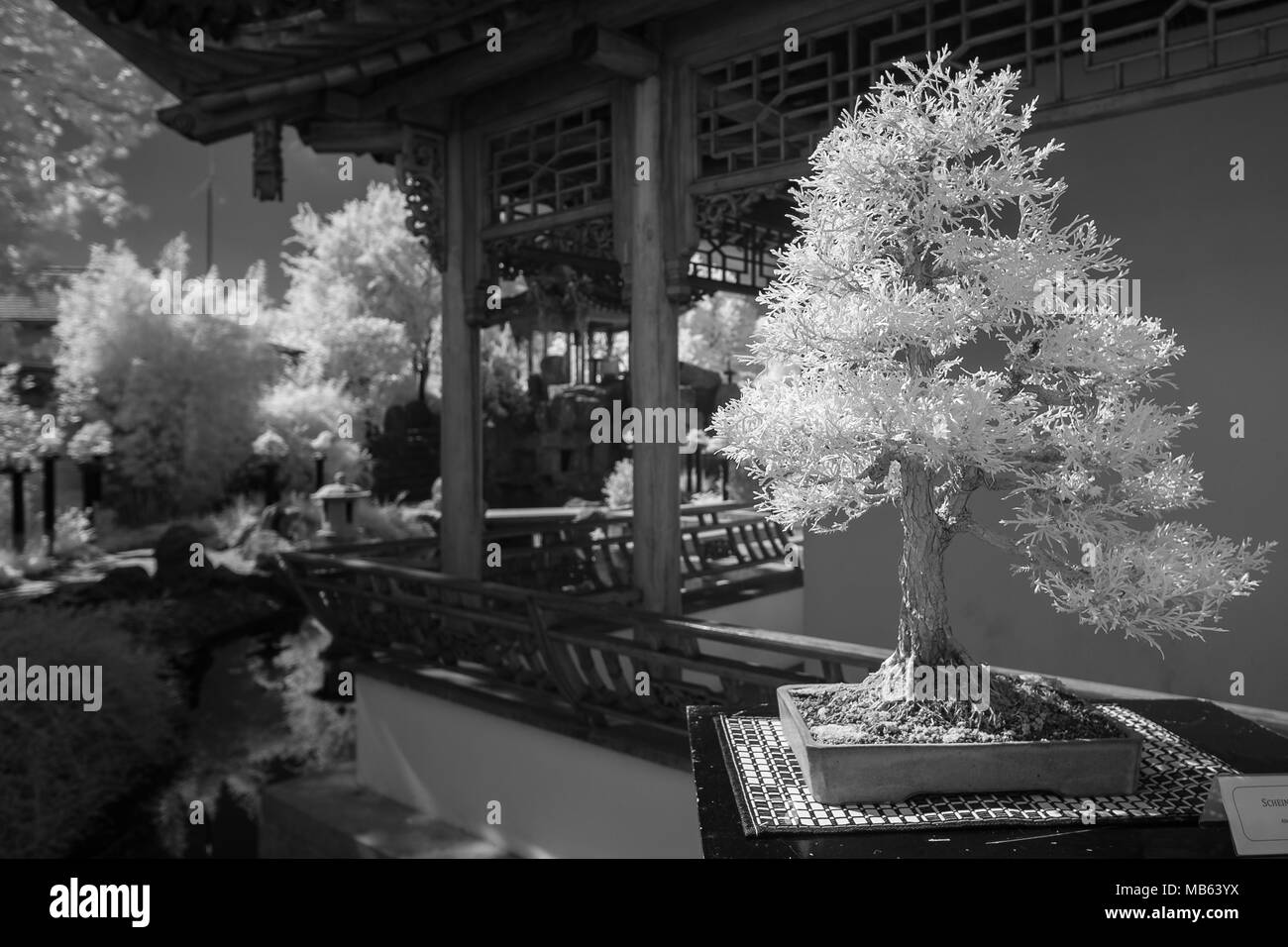 Come conifera albero di bonsai in bianco e nero infrarosso con sfondo sfocato Foto Stock