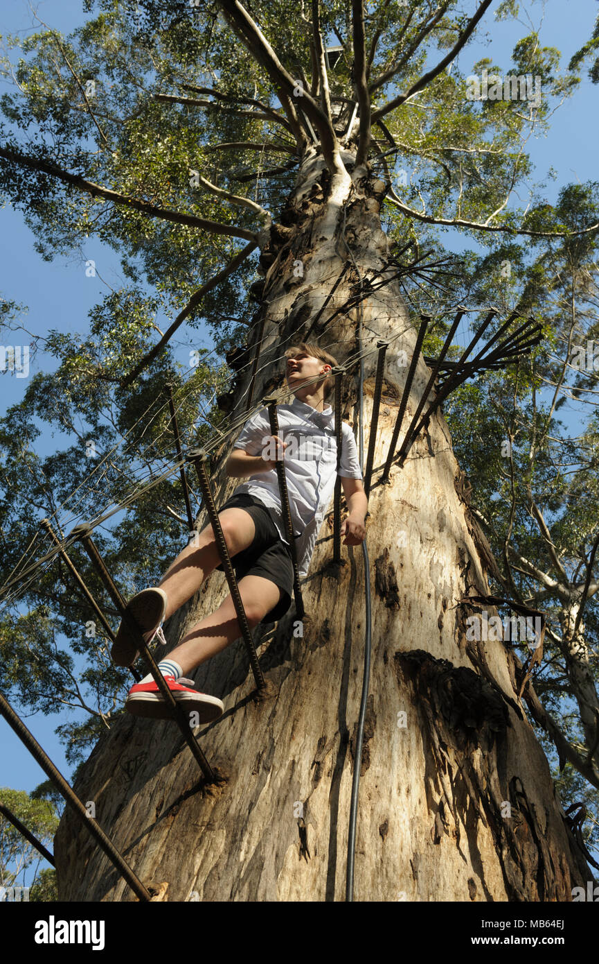 Adolescente la scalata di 53 metri a Gloucester Tree, Pemberton, Australia occidentale Foto Stock