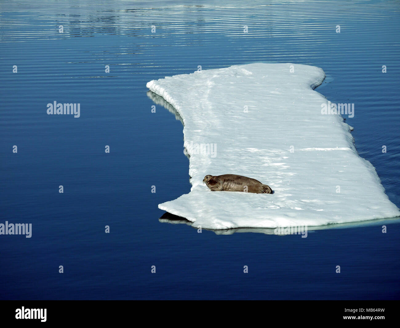 Trichechi giacente su un grande pezzo di banchisa al di sopra di 80 gradi nord e solo 600 miglia nautiche dal Polo Nord Foto Stock