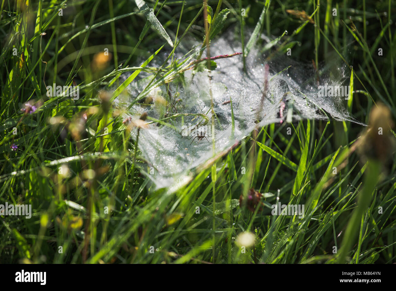 La crociera si siede sul web. Primo piano vista macro di bella fresca erba selvatica e spider web in condizioni di luce solare intensa. Colorato sfondo naturale. Colore orizzontale Foto Stock