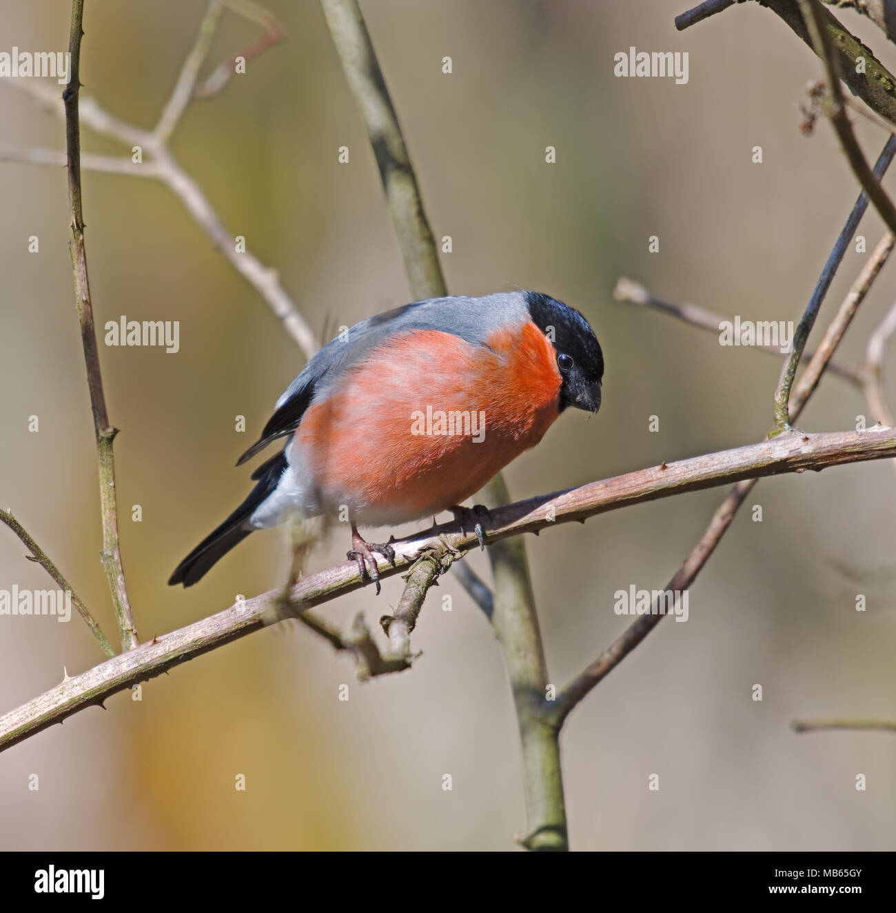 Bullfinch Pyrrhula pyrrhula Foto Stock