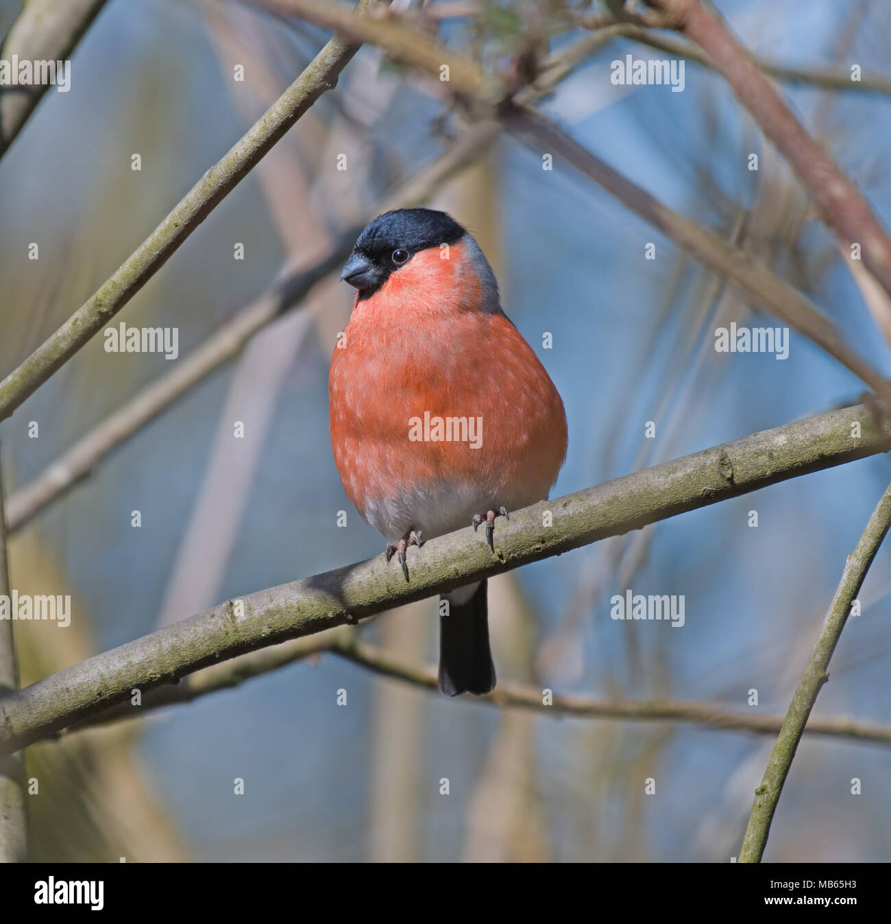 Bullfinch Pyrrhula pyrrhula Foto Stock