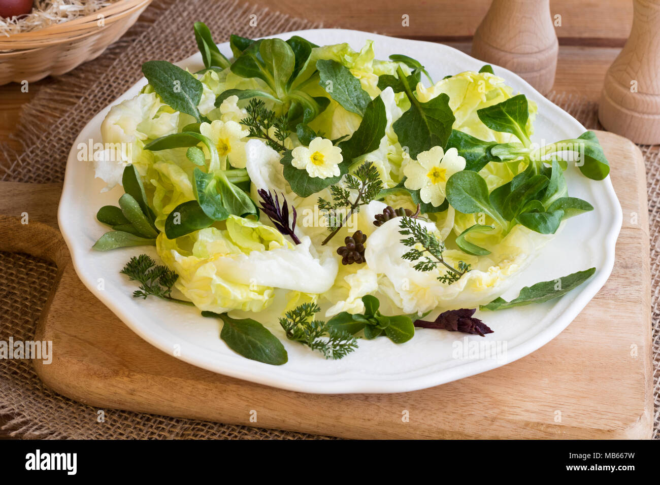 Insalata primaverile con primula fiori, nipplewort giovani foglie e altri wild piante commestibili Foto Stock