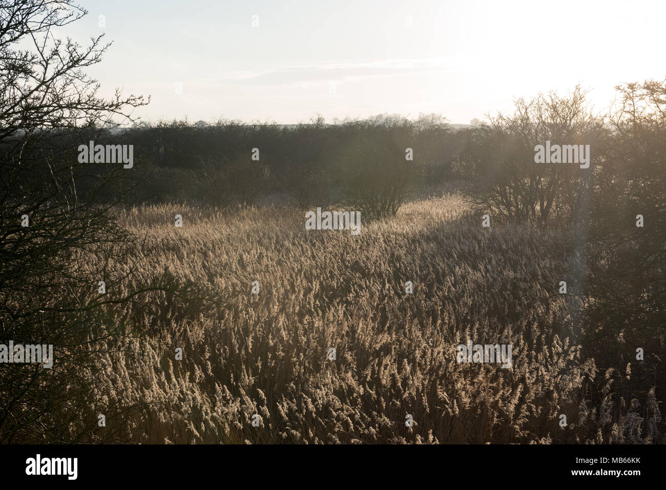 La luce del sole dorata filtra tra le erbe selvatiche e gli alberi sparsi in un tranquillo paesaggio, catturando la bellezza della natura durante l'ora d'oro Foto Stock