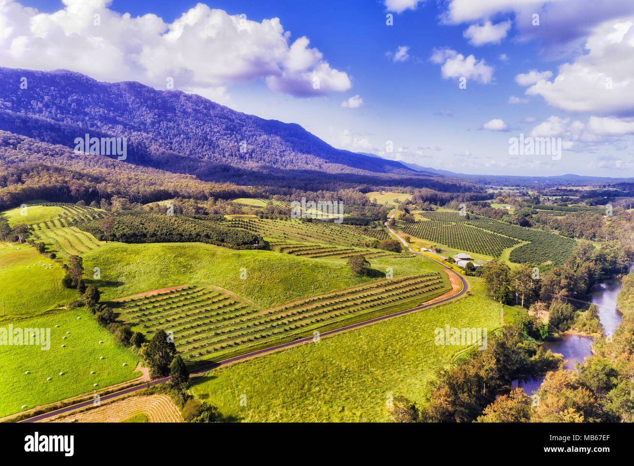 Agricoltura aziende agricole con coltivazioni di alberi da frutta e noci nella remota area verde di Bellinger vicino DOrrigo mountaisn del NSW su un estate giornata di sole Foto Stock