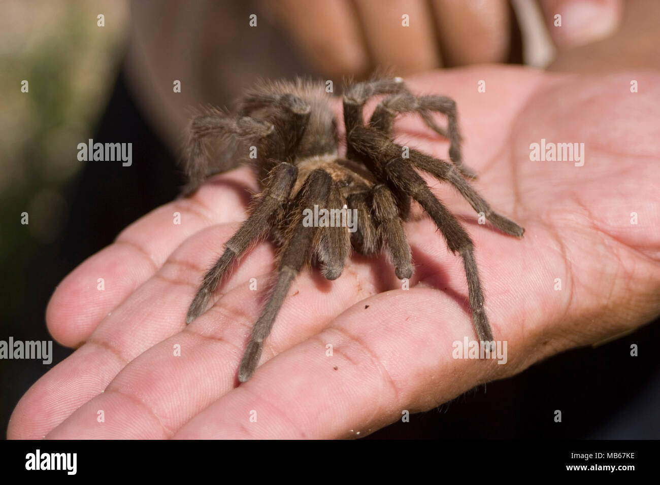 Tarantula sulla mano mans Foto Stock