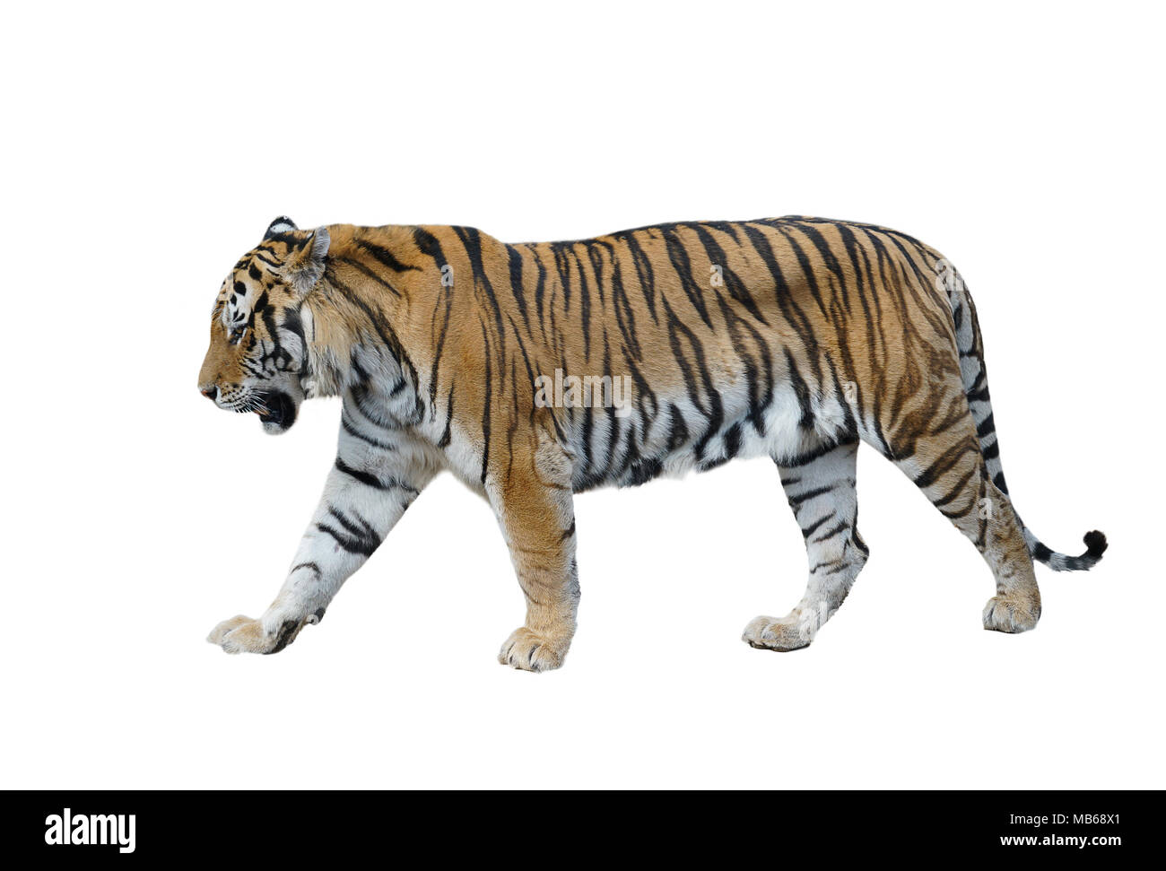Maschio di tigre siberiana isolati su sfondo bianco Foto Stock