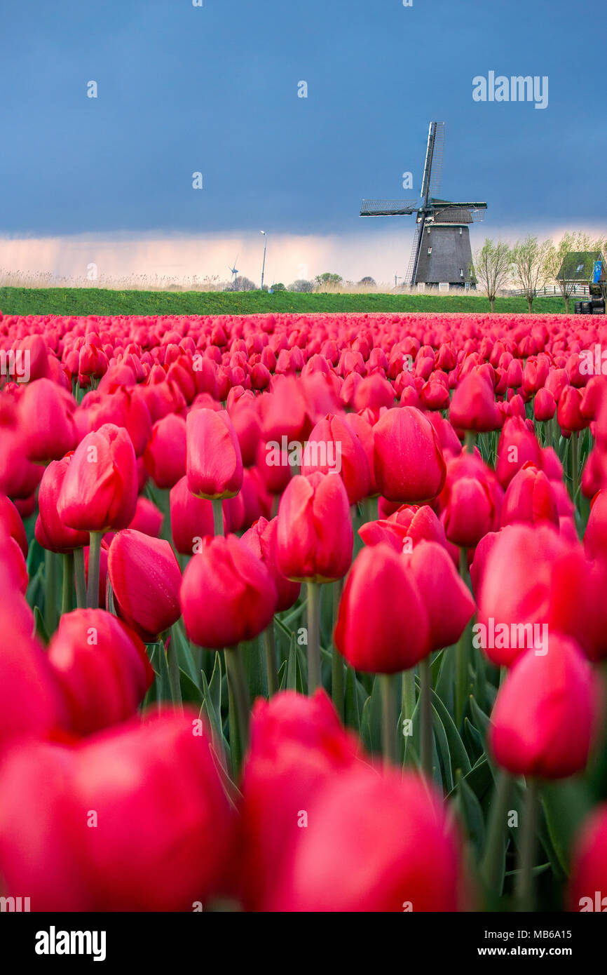 Tulipani rossi in primo piano il telaio il mulino a vento in primavera Berkmeer Koggenland North Holland Olanda Foto Stock