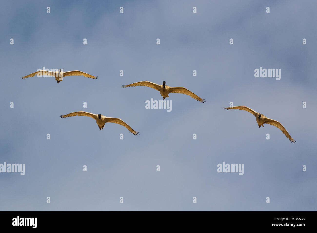 Un gruppo di australiani Ibis bianco (Threskiornis molucca) in volo sopra il lago di Joondalup, Yellagonga Parco Regionale, Perth, Western Australia Foto Stock