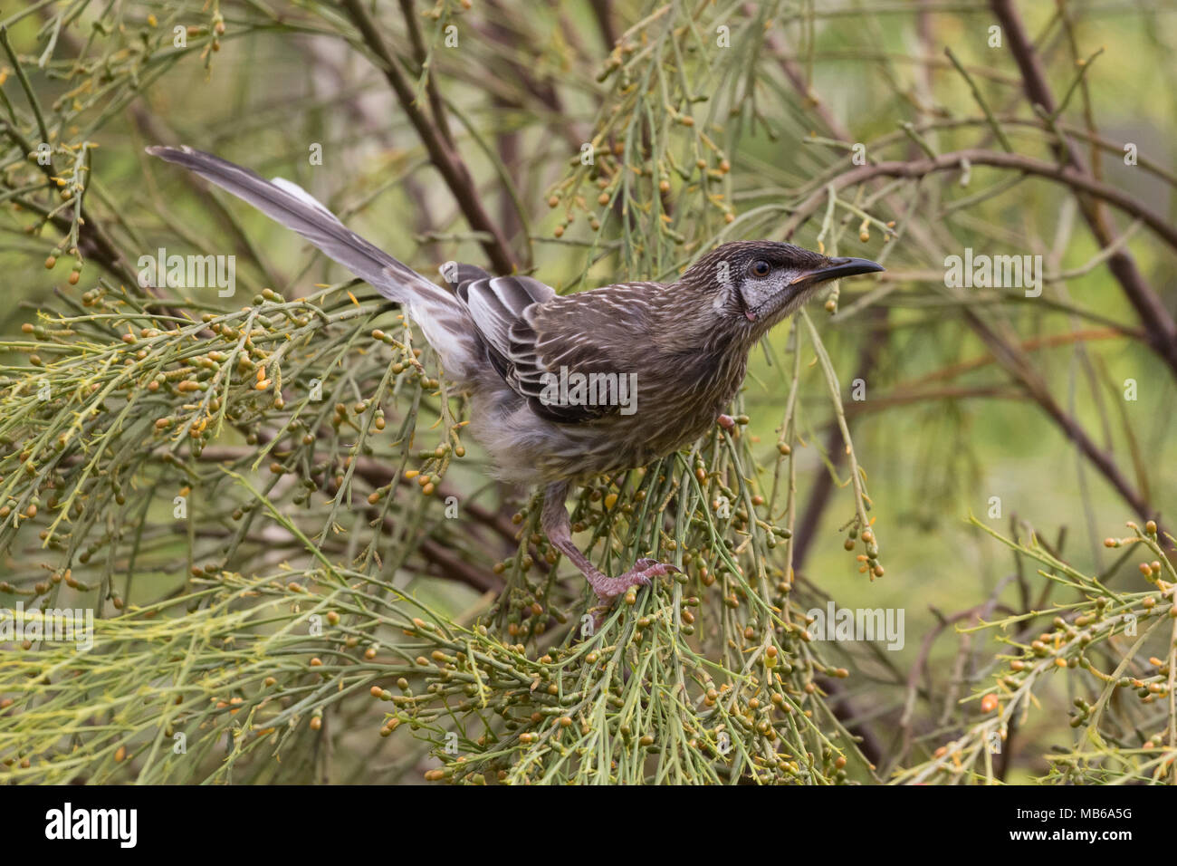 Un graticcio rosso uccello (Anthochaera carunculata) nella boccola-terra accanto al lago Joondalup, Yellagonga Parco Regionale, Perth, Western Australia Foto Stock