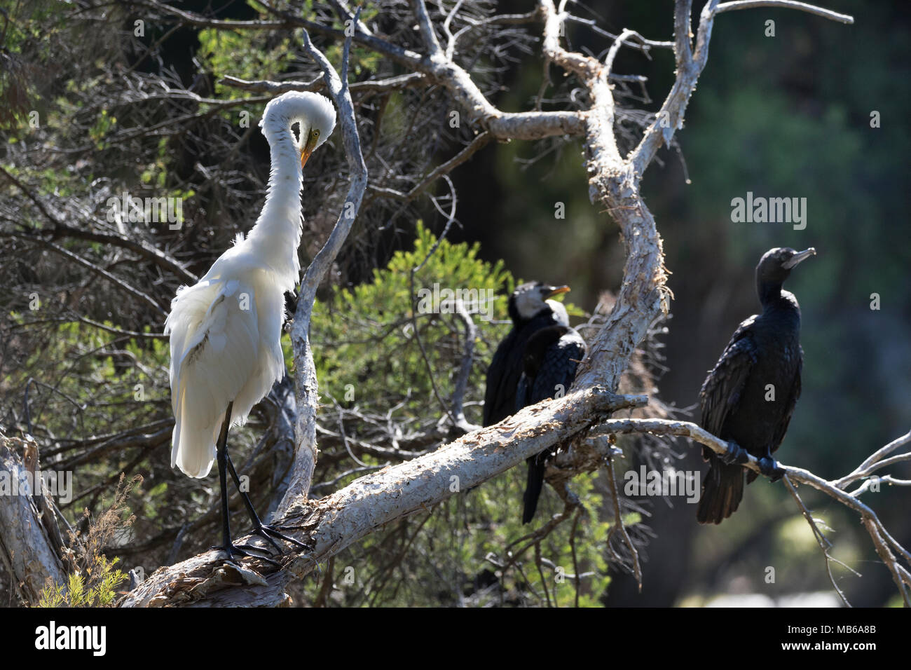 Un orientale grande Garzetta (Ardea modesta) preening accanto al lago di pastore, Perth, Western Australia, con piccoli cormorani neri appollaiato vicino Foto Stock