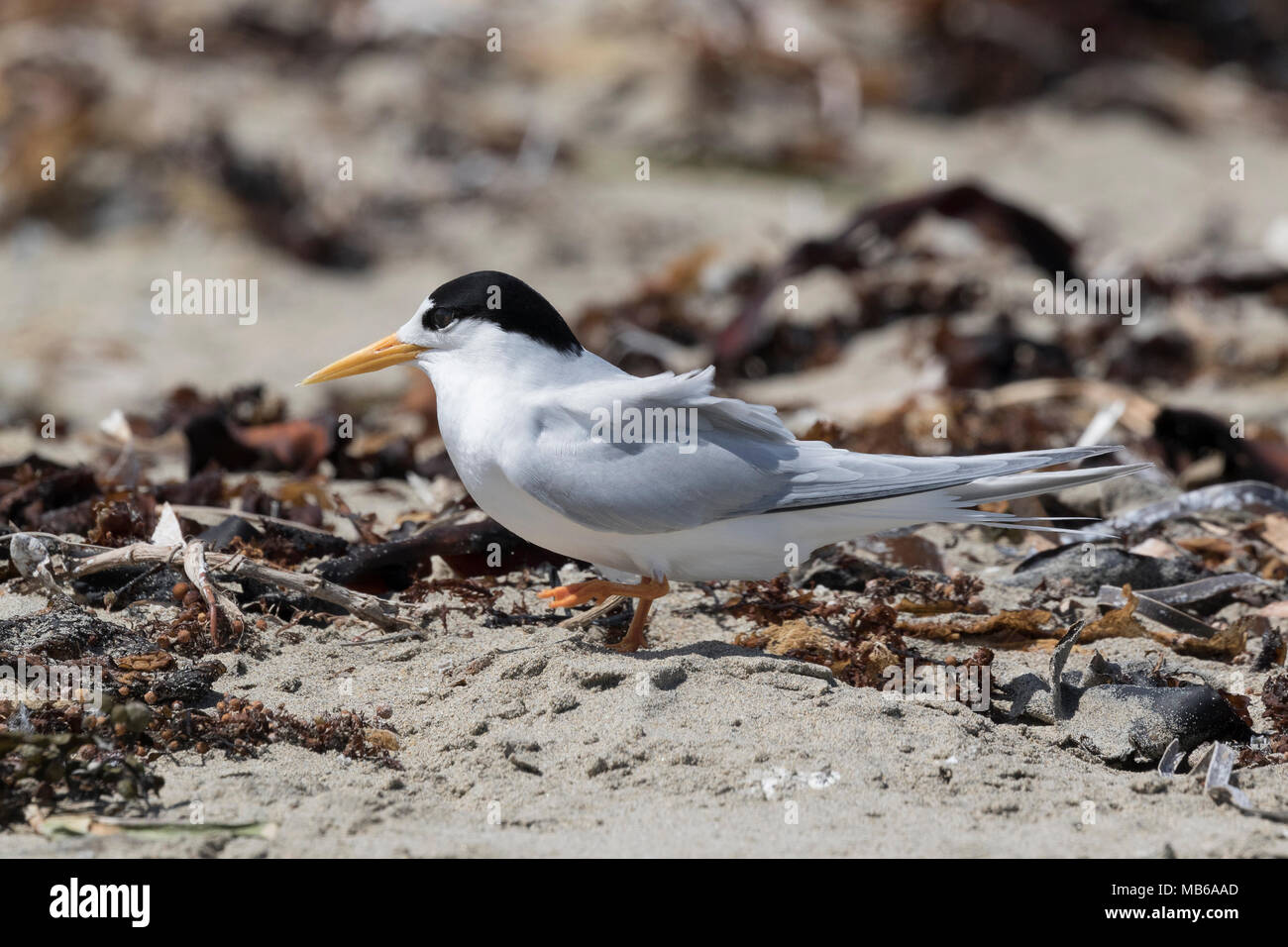 Un Fairy Tern (Sternula nereis) sulla Penguin Island - una delle isole Shoalwater, offshore da Rockingham, WA Foto Stock