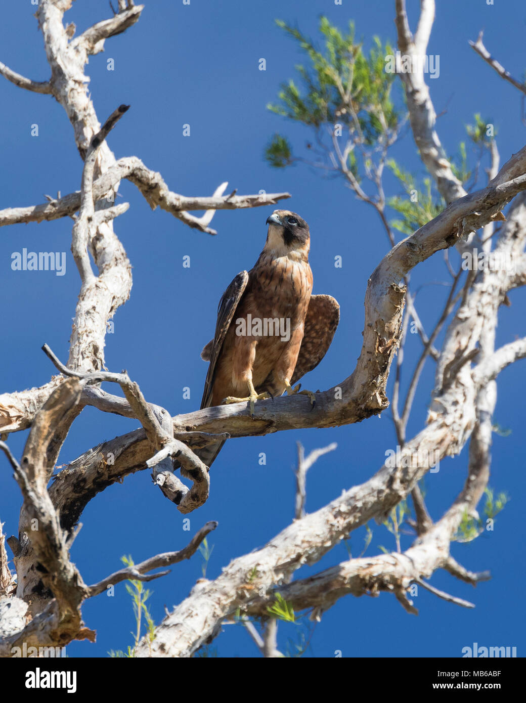 Un australiano Hobby (Falco longipennis) appollaiato in un albero accanto al lago Joondalup, Yellagonga Parco Regionale, Perth, Western Australia Foto Stock