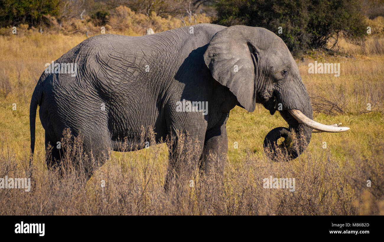 L'elefante nella Moremi Game Reserve in Botswana, Africa Foto Stock