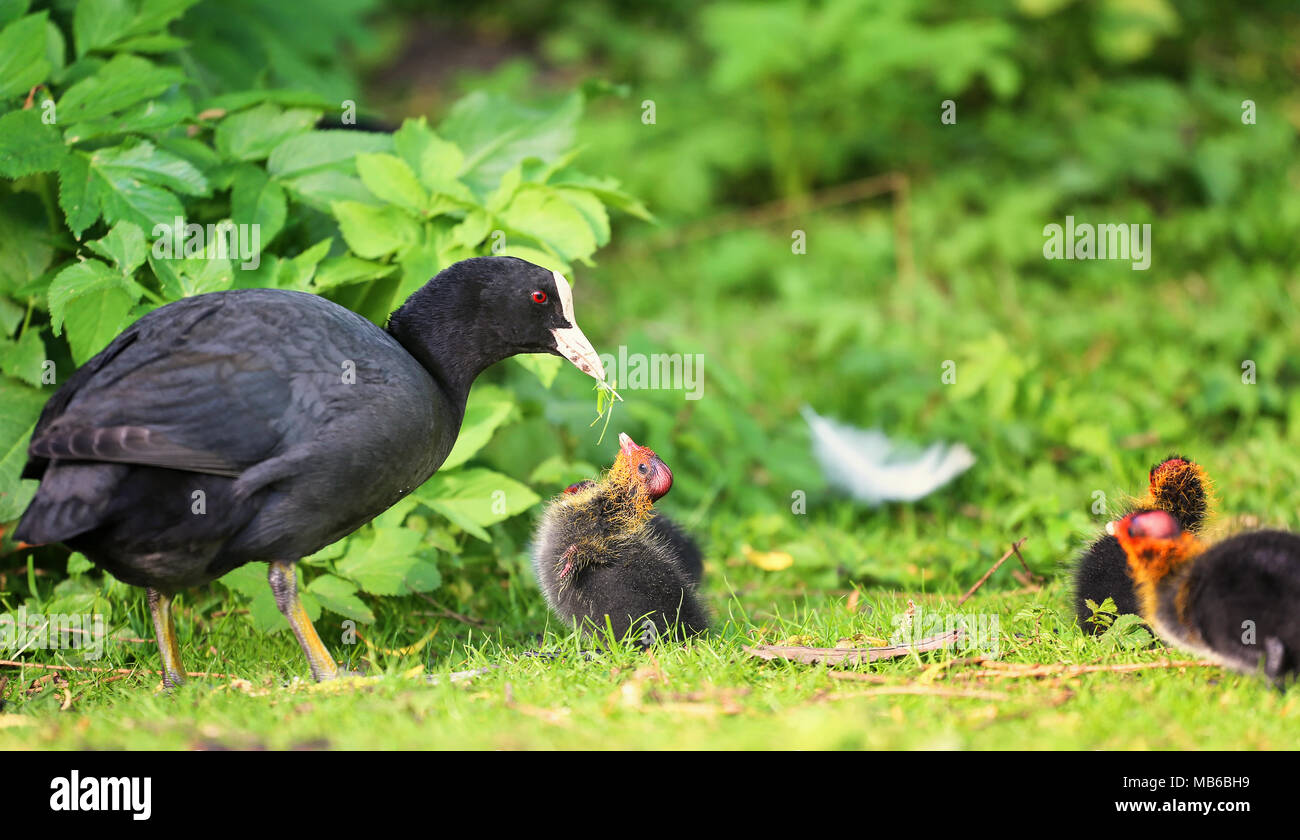 Teichralle mit Küken Foto Stock