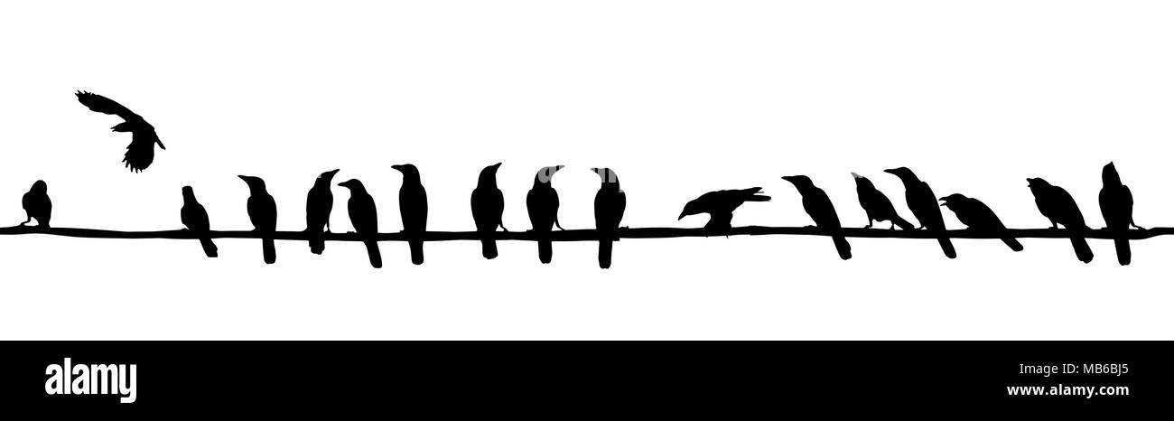 Diversi rooks, Corvus frugilegus, seduti su le linee di filo. Illustrazione Vettoriale