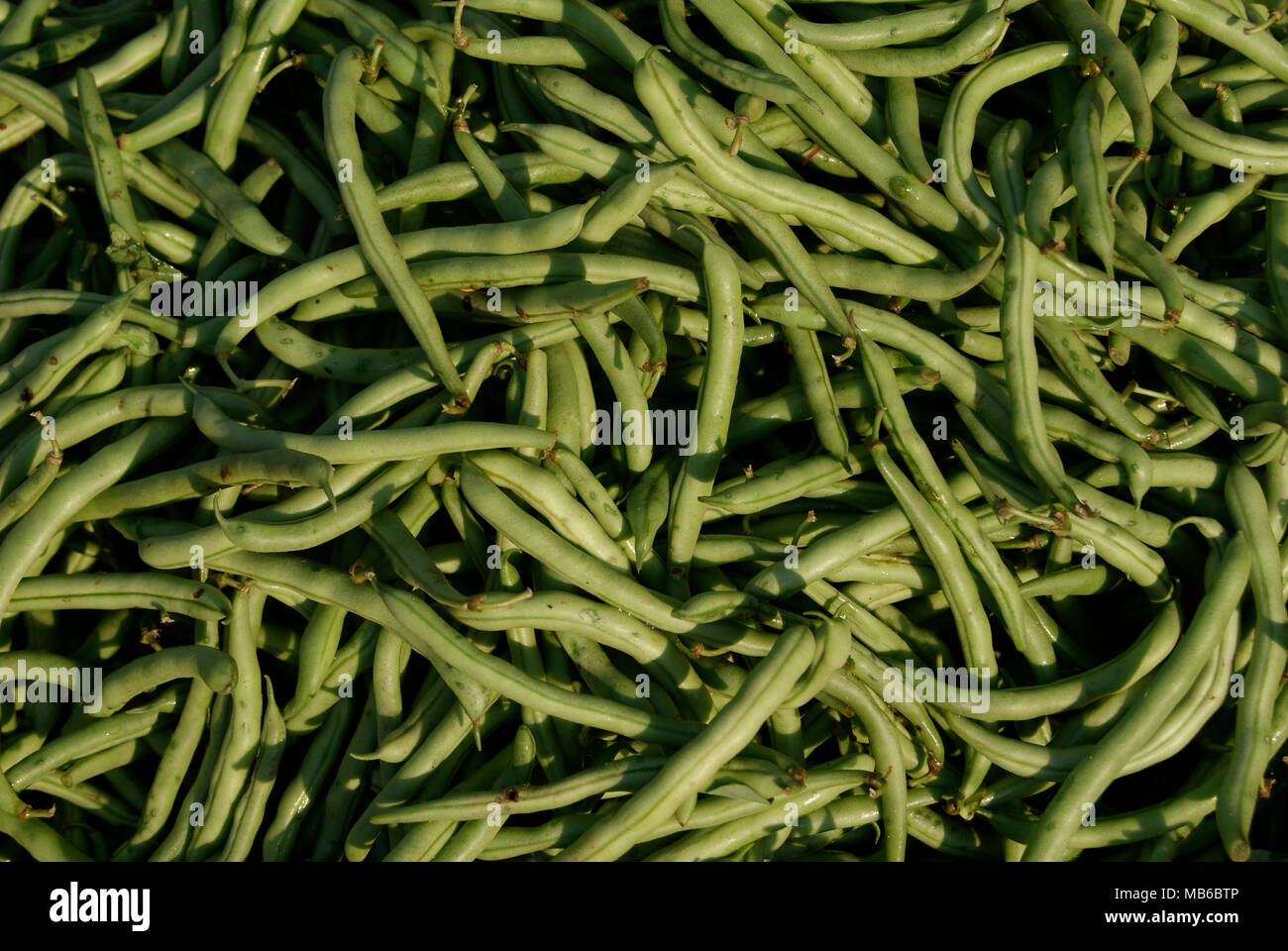 Fagioli verdi Origine vegetale Foto Stock