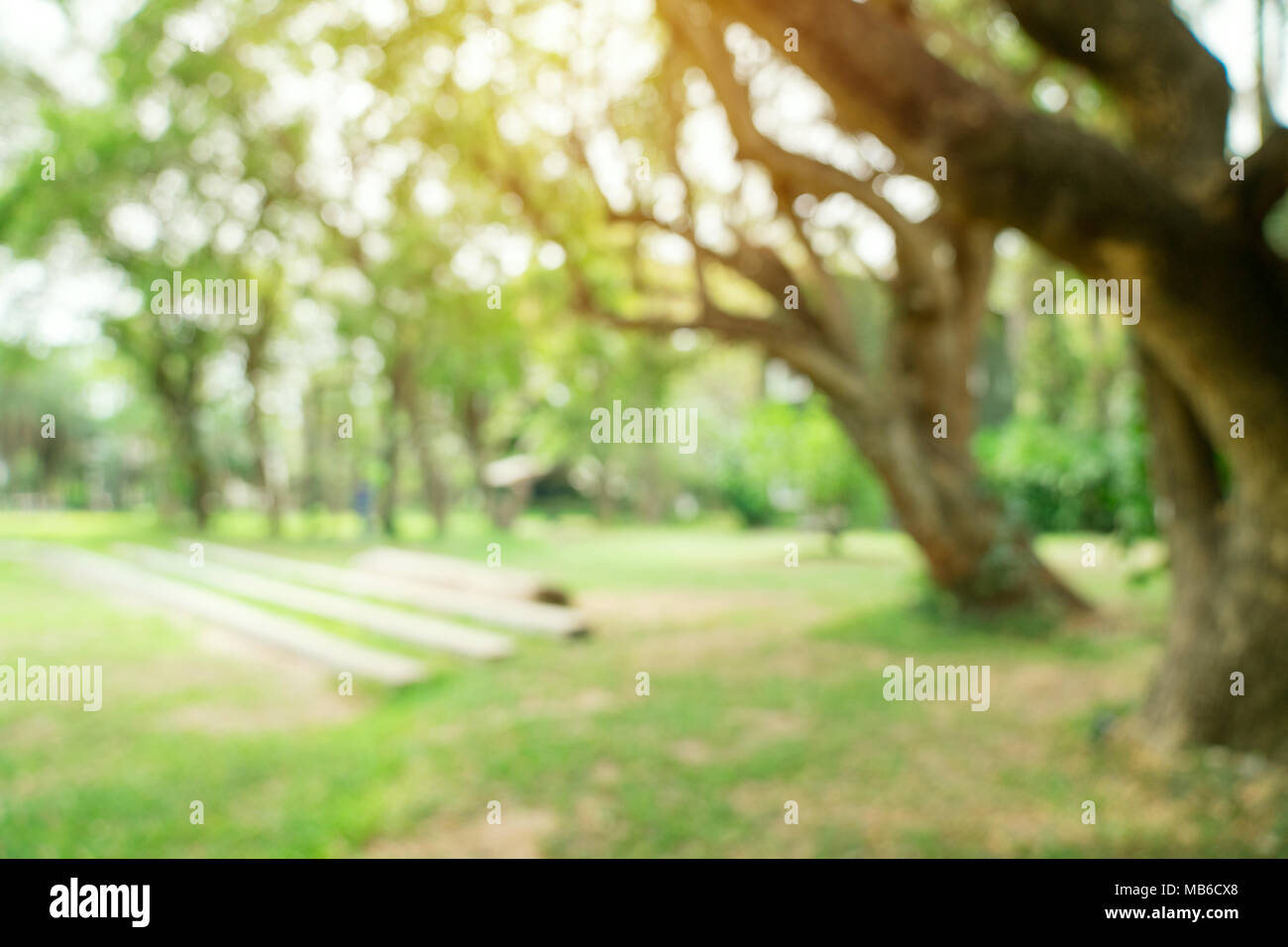 Bokeh sfocati e la sfocatura sullo sfondo di un giardino di alberi nella luce solare. Foto Stock