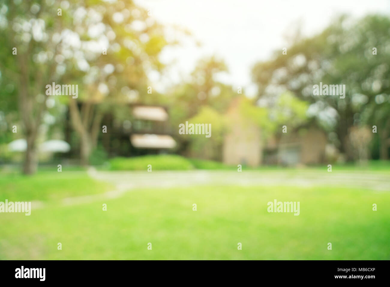 Bokeh sfocati e la sfocatura sullo sfondo di un giardino di alberi nella luce solare. Foto Stock