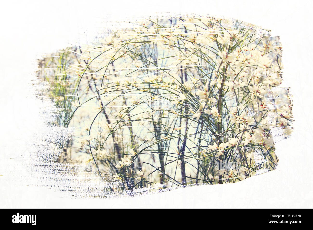 Reamy e immagine astratta di fiori bianchi. doppia esposizione con effetto acquerello pennello texture Foto Stock