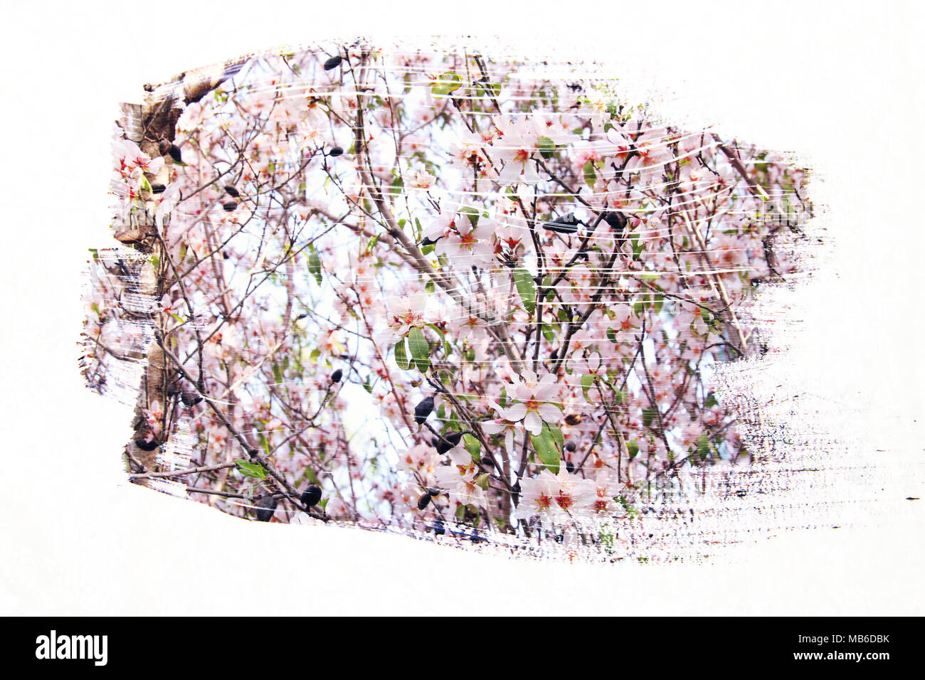 Sognante e immagine astratta di ciliegio. doppia esposizione con effetto acquerello pennello texture Foto Stock