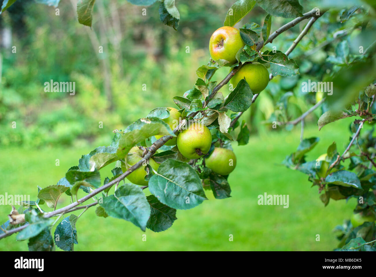 Un ramo di un albero di mela di Bramley (Malus domestica) Con frutta matura che cresce nel sud dell'Inghilterra Foto Stock