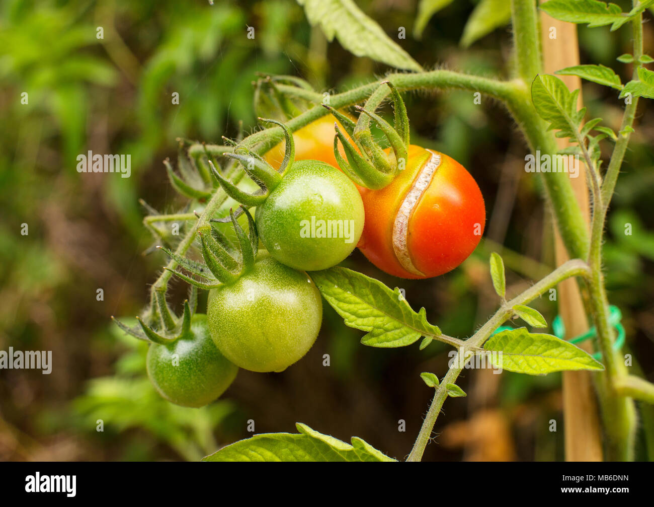 Giardiniere delizia di pomodori ciliegie acerbe e dividere la frutta Foto Stock