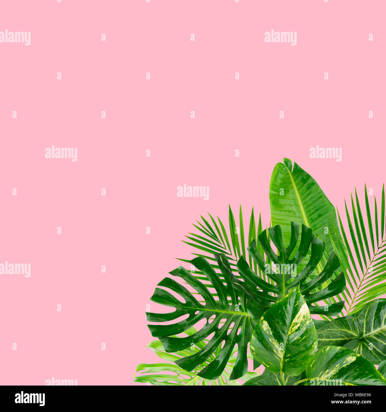 Verde Tropical lascia il telaio su rosa pastello con sfondo spazio copia Foto Stock